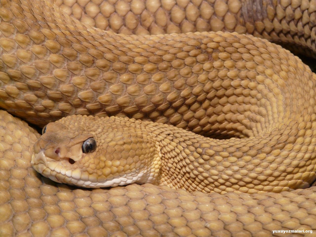 Yuxuda sarı ilan görmək Yuxuda sarı ilan görmək