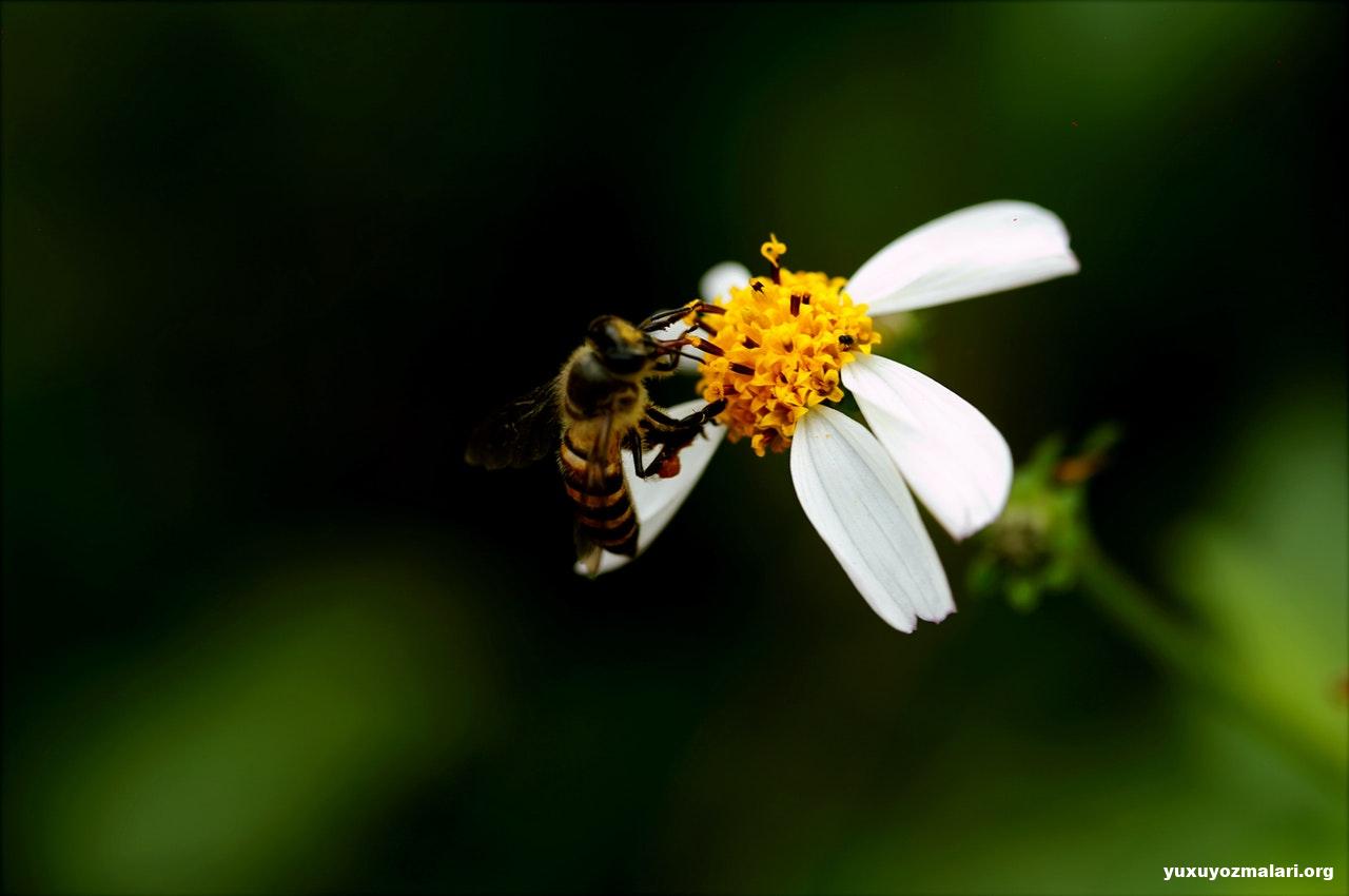 Yuxuda arı görmək Yuxuda arı görmək