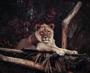 Yuxuda şir görmək