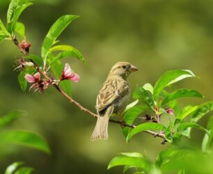 Yuxuda quş görmək