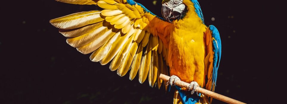 Yuxuda tutuquşu görmək Yuxuda tutuquşu görmək