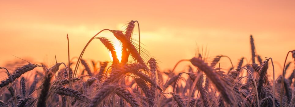 Yuxuda buğda görmək Yuxuda buğda görmək