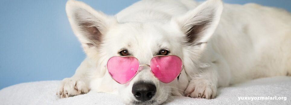 Yuxuda it görmək Yuxuda it görmək