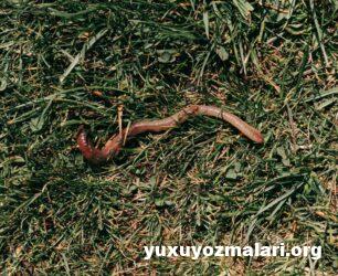 Yuxuda qurd (soxulcan) görmək