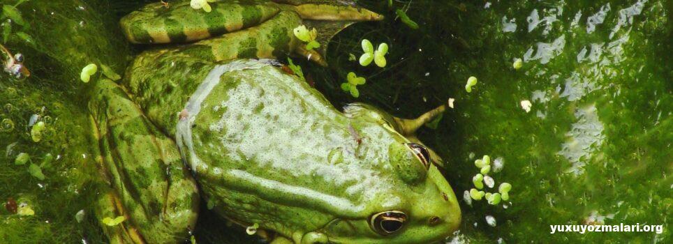 Yuxuda qurbağa görmək Yuxuda qurbağa görmək