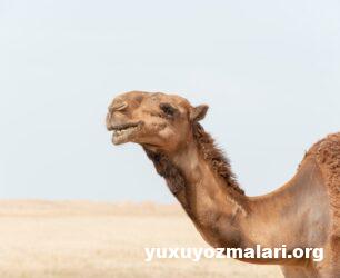 Yuxuda dəvə görmək