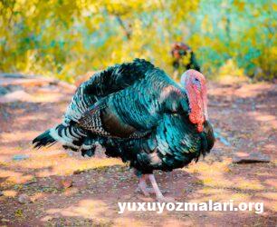 Yuxuda hinduşka görmək