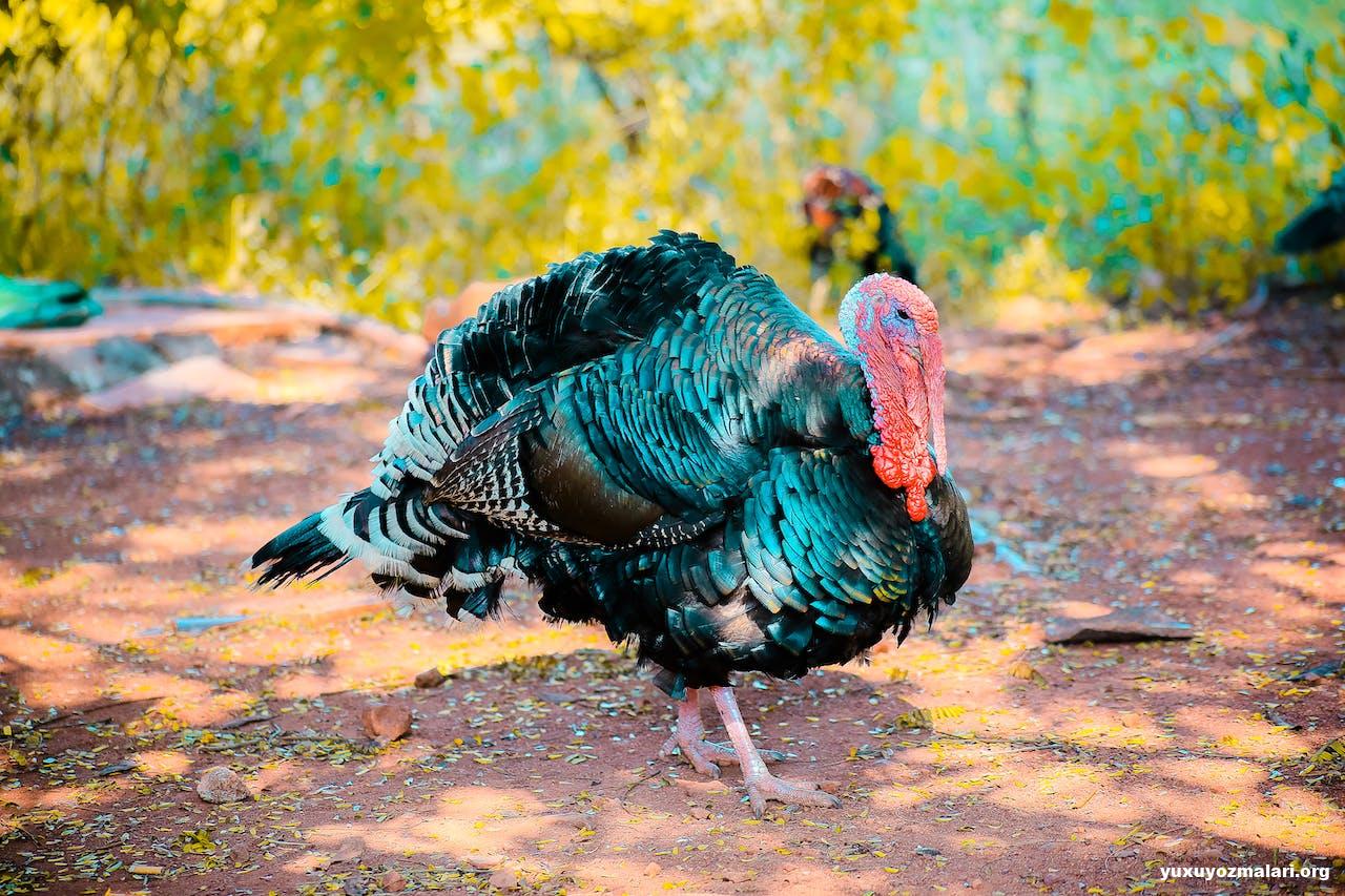 Yuxuda hinduşka görmək