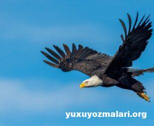 Yuxuda qartal görmək