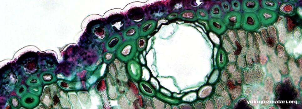 Ekzosom (Exosome) nədir? Ekzosom müalicəsi necə aparılır? Ekzosom (Exosome) nədir? Ekzosom müalicəsi necə aparılır?