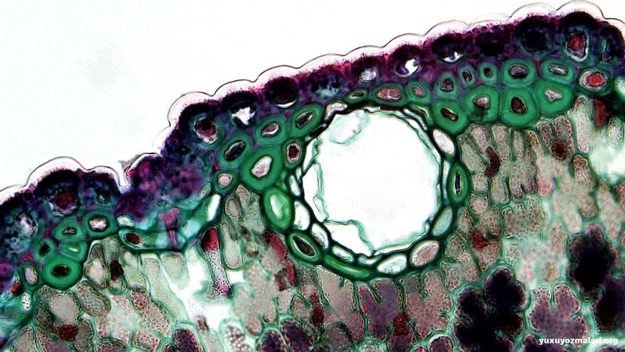 Ekzosom (Exosome) nədir? Ekzosom müalicəsi necə aparılır?