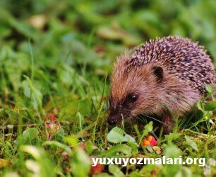 Yuxuda kirpi görmək