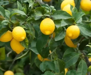 Yuxuda limon agaci gormek