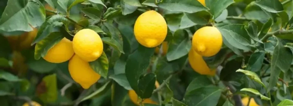 Yuxuda limon agaci gormek Yuxuda limon agaci gormek