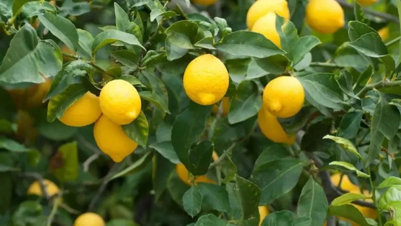 Yuxuda limon agaci gormek