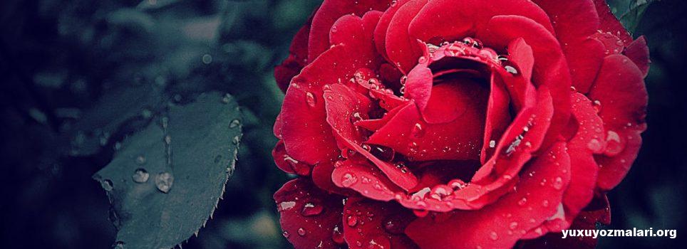 8 Mart şeirləri və təbrikləri 8 Mart şeirləri və təbrikləri