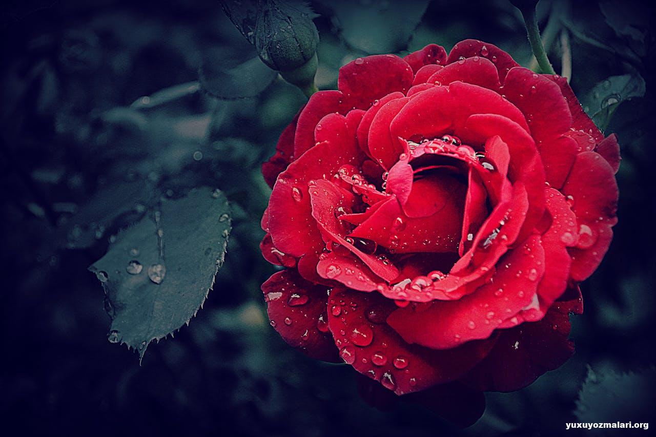 8 Mart şeirləri və təbrikləri