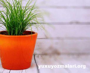 Yuxuda dibcekde gül görmek nedir