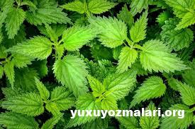 Gicitkan faydalari