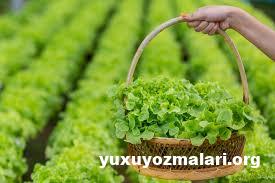 Kahı faydaları Kahı faydaları